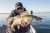 Gumeni Mamac Rage Slick Shad Arkansas Shiner