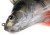 Gumeni Mamac Rage Ultra-Realistic Perch Replicant