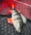 Gumeni Mamac Rage Ultra-Realistic Perch Replicant