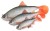 Gumeni Mamac Rage Ultra-Realistic Roach Replicant