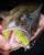 Gumeni Mamac Rage Zander Pro Shad UV Lemon Tiger