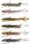 Gumeni Mamac s Udicom Daiwa Prorex V-Marley Pelagic Shad