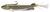 Gumeni Mamac s Udicom Daiwa Prorex V-Marley Pelagic Shad