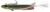 Gumeni Mamac s Udicom Daiwa Prorex V-Marley Pelagic Shad