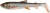 Gumeni Mamac Savage Gear 3D Whitefish Shad 23cm 94gr Roach