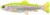 Gumeni Mamac Savage Gear 4D Line Thru Pulsetail Trout SS 20cm 102gr Lemon Trout