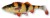 Gumeni Mamac Savage Gear 4D Perch Shad 12,5cm 30gr Albino