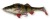 Gumeni Mamac Savage Gear 4D Perch Shad 12,5cm 30gr Perch