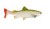 Gumeni Mamac Uni Cat Trout 15cm GT