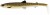 Gumeni Mamac Westin BullTeez Shadtail 18cm 53gr