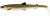 Gumeni Mamac Westin Bullteez Shadtail 24cm 107gr