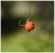 Gumeni Prstenovi UnderCarp Bait Bands Promjer 4mm