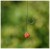 Gumeni Prstenovi UnderCarp Bait Bands Promjer 4mm