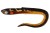 Gumová Nástraha Rage Slick Eel 21cm Burbot