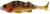 Gumová Nástraha Westin Original Perch 7cm 4gr T Gold Perch Gumová Nástraha Westin Original Perch 7cm 4gr T Gold Perch