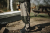 Hlače Nash ZT Lite Dry Pack Trousers