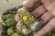 Hranilica Guru X-Change Window Feeder Solid Small 30g