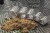 Hranilica Preston Hexmesh Plastic Cage Feeder