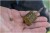Hranilica Preston ICS In-Line Cage Feeder