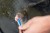 Igla Preston Floater Disgorger/Baiting Needle