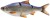 Imitacija Bodorke Savage Gear 3D Line Thru Roach 25cm 206g SS Blue Roach