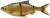 Imitacija Bodorke Savage Gear 3D Line Thru Roach 32cm 445g S Glitter Bream