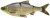 Imitacija Bodorke Savage Gear 3D Line Thru Roach 32cm 445g S Hugo