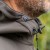 Jakna Avid Carp Thermite Softshell Jacket