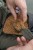 Kalup Korum Method Feeder Mould Camo