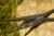 Kliješta Black Cat Pistol Pliers 11"