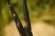 Kliješta Black Cat Pistol Pliers 11"