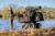 Kolica Carp Porter Trident Dark Kamo