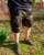 Kratke hlače Fox LW Camo Jogger Shorts