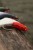Mamac Black Cat Mad Flash Spin Tail 14cm 82g