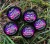 Mamac Chytil Micro Wafters 6x8mm 10gr