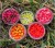Mamac Chytil Micro Wafters 6x8mm 10gr