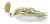 Mamac Daiwa Prorex Micro Bladed Jig Dirty Roach
