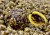 Mamac LK Baits Nutrigo FEED-EX 800gr 20mm