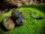 Mamac LK Baits Nutrigo Predator 45mm 500gr