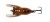 Mamac Savage Gear 3D Cicada 3,3cm 3,5gr