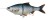 Mamac Savage Gear 4D Line Thru Roach 18cm 80gr SS Roach