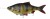 Mamac Savage Gear 4D Line Thru Roach 18cm 80gr SS