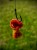Mamac u preljevu LK Baits CUC! RAISIN Exotic 50g