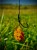 Mamac u preljevu LK Baits CUC! RAISIN Exotic 50g