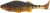Mamac Westin Original Perch 12cm 19gr Motoroil Perch