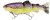 Mamac Westin Tommy The Trout Inline