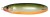 Mika Plandavka Rapala Minnow Spoon 8cm 22gr RFSH Mika Plandavka Rapala Minnow Spoon 8cm 22gr RFSH