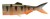 Nadomjestni Rep Daiwa Prorex Hybrid Tail