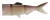 Nadomjestni Rep Daiwa Prorex Hybrid Tail