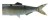 Nadomjestni Rep Daiwa Prorex Hybrid Tail